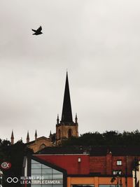 Bird flying over a building