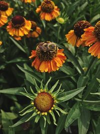 High angle view of bee pollinating on flower