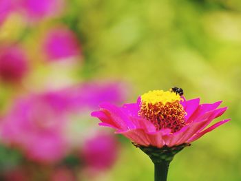 Close-up of bee on pink flower