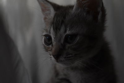 Close-up portrait of cat