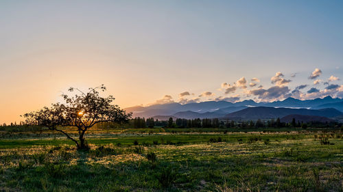 Scenic view of field against sky during sunset