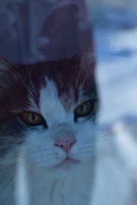 Close-up portrait of cat