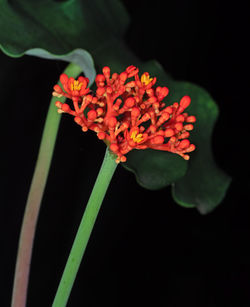 Close-up of red flowering plant against black background