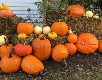 Pumpkins on field during autumn