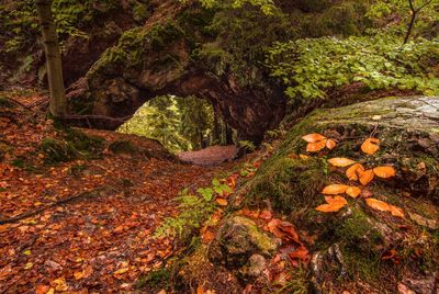 Trees in forest