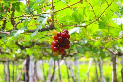 Low angle view of cherries on tree