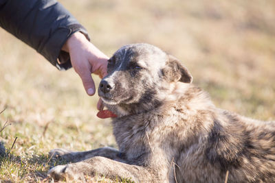 Midsection of person with dog