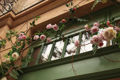 Window and flowers. beautiful pink rose in the close windows outside. romance street decorated with 