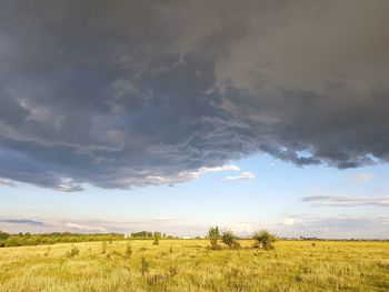 Scenic view of field against sky