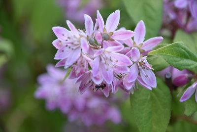 Close-up of purple flowering plant