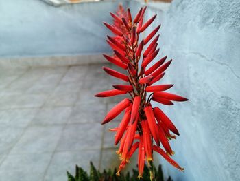High angle view of red flowering plant against white wall