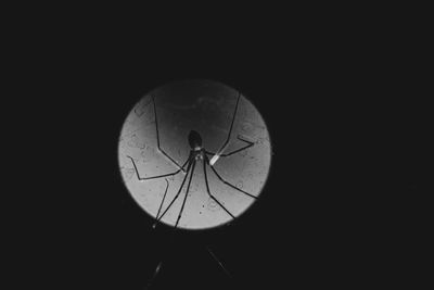 Silhouette of insect against sky at night