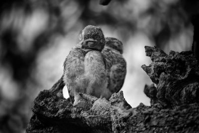 Close-up of bird perching on rock