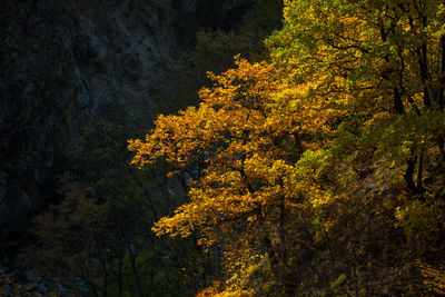 Yellow tree in forest during autumn