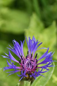 Close-up of purple flower on field