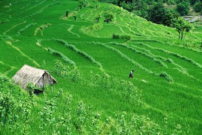 High angle view of rice paddy