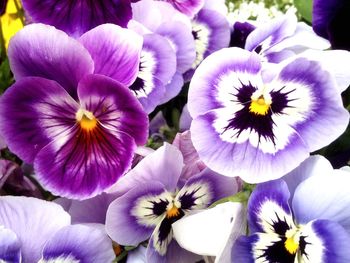Close-up of purple flowering plants