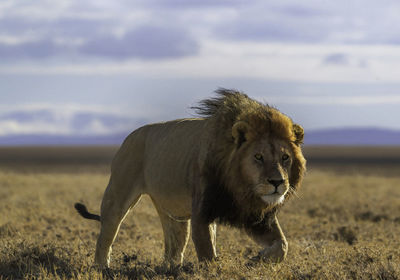 Lioness standing on field