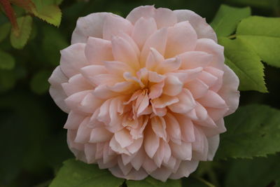 Close-up of white flowering plant in park