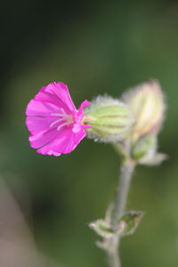 Close-up of flower blooming outdoors