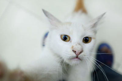 Close-up portrait of white cat