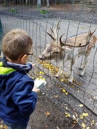 Side view of boy feeding deer through fence