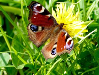 Close-up of butterfly perching on flower