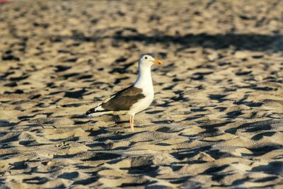 Close-up of seagull perching on sand at beach