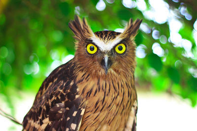 Close-up portrait of owl on tree