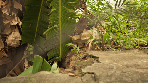 Close-up of cactus growing on tree