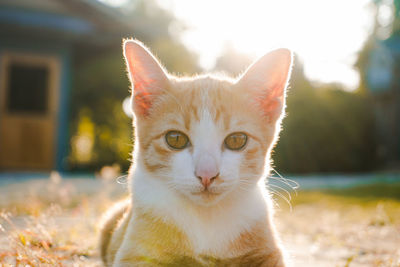 Close-up of cat