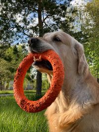 Close-up of a dog