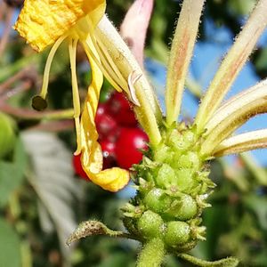 Close-up of red flowers