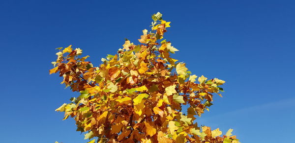 Low angle view of yellow maple leaves against blue sky