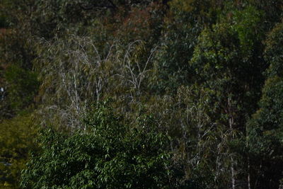 Trees growing in forest