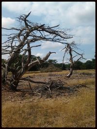 Bare trees on landscape against cloudy sky