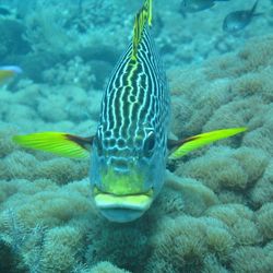 Close-up of fish underwater