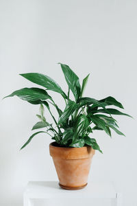 Green house plant spathiphyllum in  clay pot. landscaping of the house. an unpretentious plant