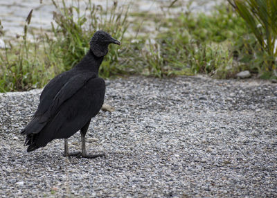 Close-up of bird perching on a field