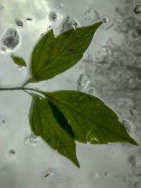 High angle view of leaves floating on water