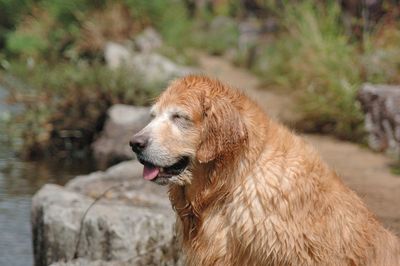 Dog with closed eyes sitting on rock