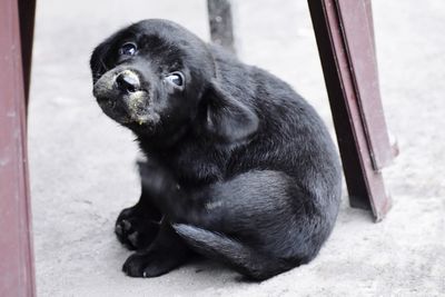 Close-up of puppy looking away