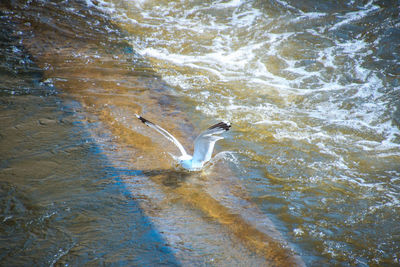 Swan flying over water