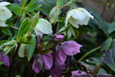 Close-up of flowers blooming outdoors