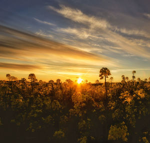 Plants growing on field against sky during sunset