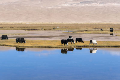 Horses in a lake