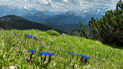 Scenic view of purple flowering plants on field