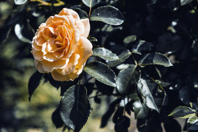 Close-up of rose plant