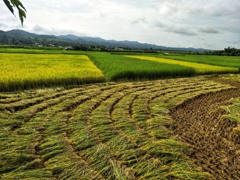 Scenic view of agricultural field against sky