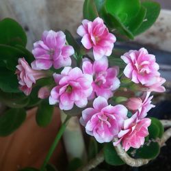 Close-up of pink flowers